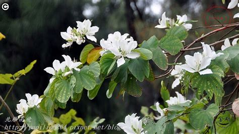 會開白花的樹|20種白色花，一個比一個美，都是白色卻美得不一樣！。